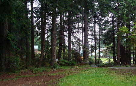 Surrounding forest at The Haven